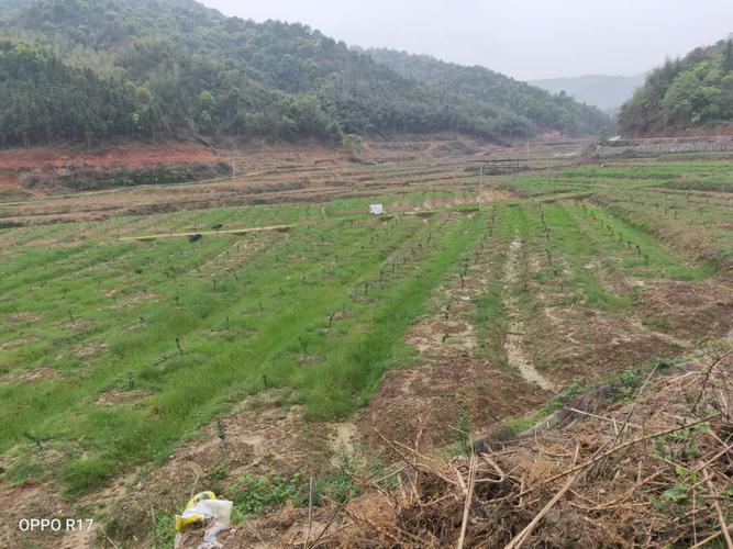 罗江村800亩粮田用来开发果园 &ndash; 网络问政